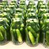 beas-pickle production A tabletop covered with quart jars packed with cucumbers and ready for processing.